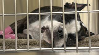Pets, Pickers & Problems