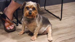 Dr. Jeff: Rocky Mountain Vet