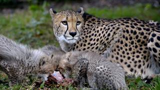 Jumping Joey! Jumping Joey!