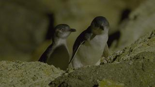 A Tale of Two Penguins A Tale of Two Penguins
