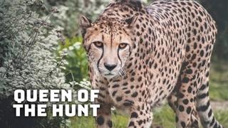 Queen Of The Hunt