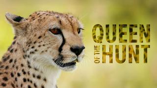 Queen Of The Hunt