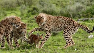 Queen Of The Hunt