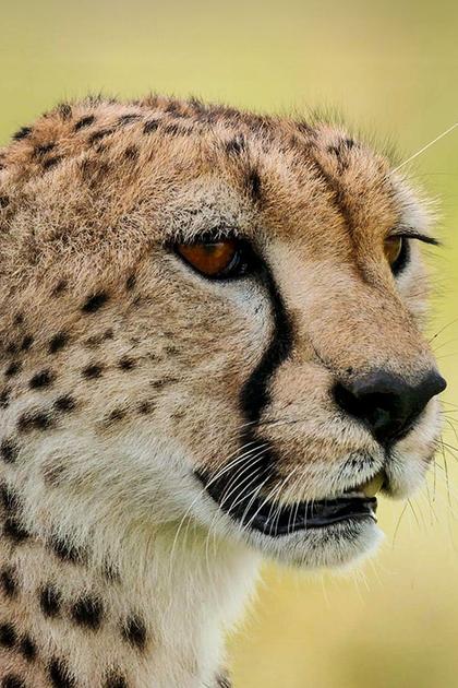 Queen Of The Hunt