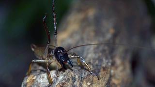 Creepiest Crawlies Creepiest Crawlies
