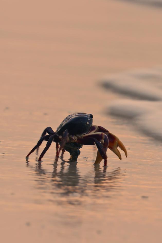 Providencia: March of the Crabs