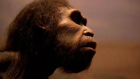 Mysteries of the Missing Link