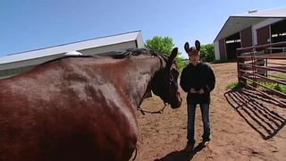 Animal Behavior Animal Behavior