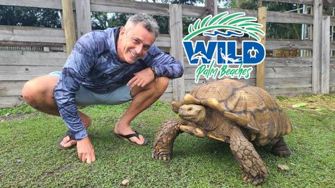 Wild Palm Beaches
