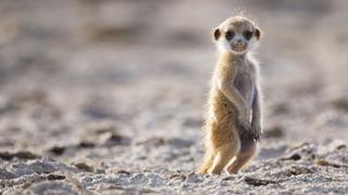 Planet Earth: Dynasties II