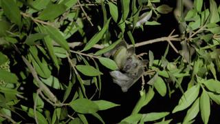 Bats of Malawi