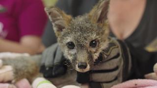 Dixie Fire Foxes