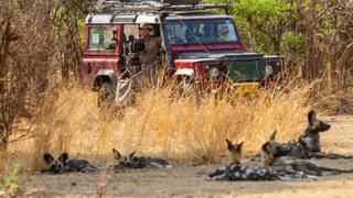 Stork Pack in Trouble