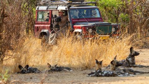 Stork Pack in Trouble