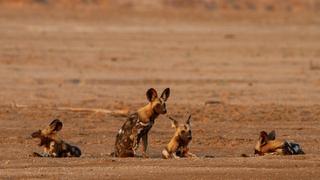 Wild Dogs: Running with the Pack