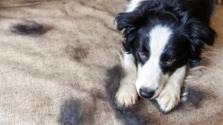 NEW Shark Vacuum! Your Pet Hair Solution!