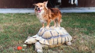 Talk With The Animals Talk With The Animals