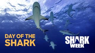 Day of the Shark
