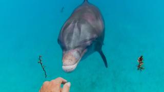 Dances with Dolphins Dances with Dolphins