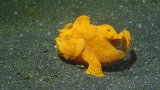 The Lembeh Strait Walking Fish