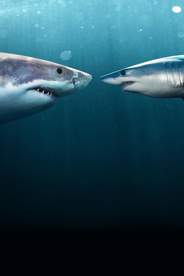 Clash of Killers: Great White vs Mako