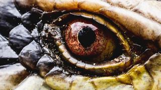 Secrets in the Jungle