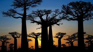 Secrets in the Jungle