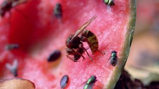 Creepy Crawlies
