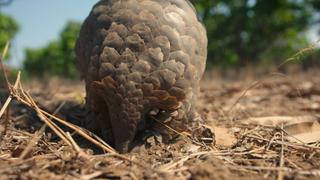 Pangolin Rescue