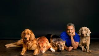 Hurricane Hounds (Part 2) Hurricane Hounds (Part 2)