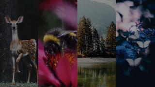 Yoga and the Environment Yoga and the Environment