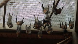 Bats, Rainwater, and Education Bats, Rainwater, and Education