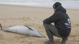 Operation Dolphin By-Catch