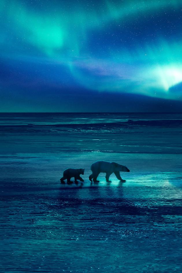 Planet Earth: Frozen Planet II