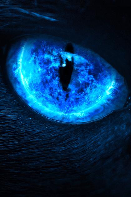 Eli Roth Presents: My Possessed Pet