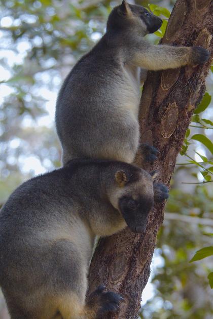 Tree Kangaroos: Ghosts of the Forest