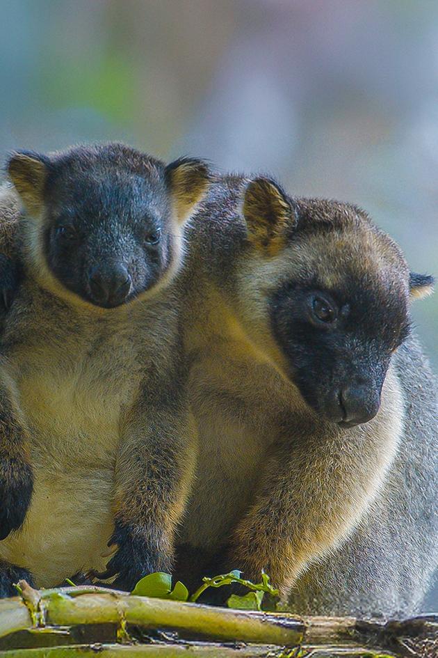 Tree Kangaroos: Ghosts Of The Forest