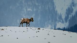 Bighorn Sheep: Banging Heads!