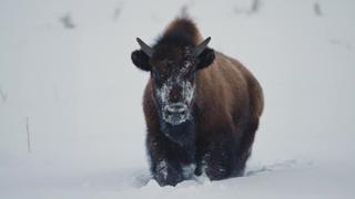 Bison, Not Buffalo