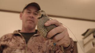 Quail: The Health of the Land