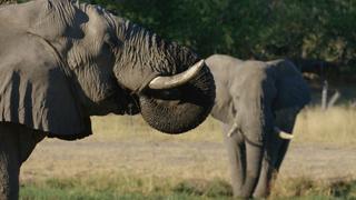 Elephants & Humans Sharing Spaces