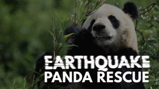 Earthquake: Panda Rescue