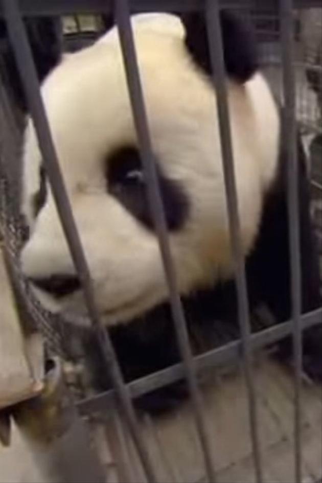 Earthquake: Panda Rescue