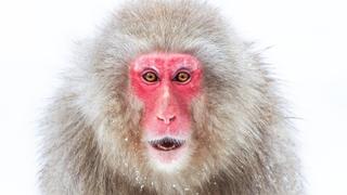 Frozen Peaks Frozen Peaks