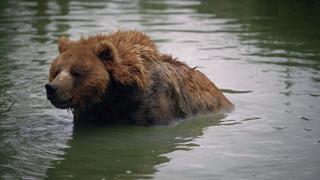 The Bear Necessities