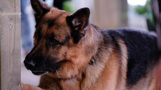 Den of Snakes Den of Snakes