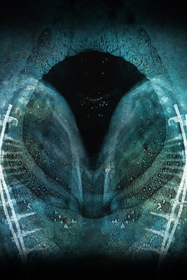 De humani corporis fabrica