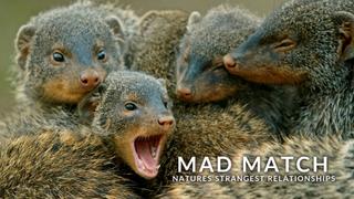 Mad Match Natures Strangest Relationships