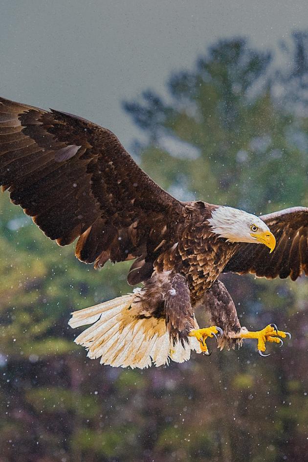 Hudson River Wild