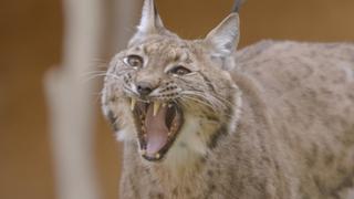 Lorane and the Lynx Lorane and the Lynx